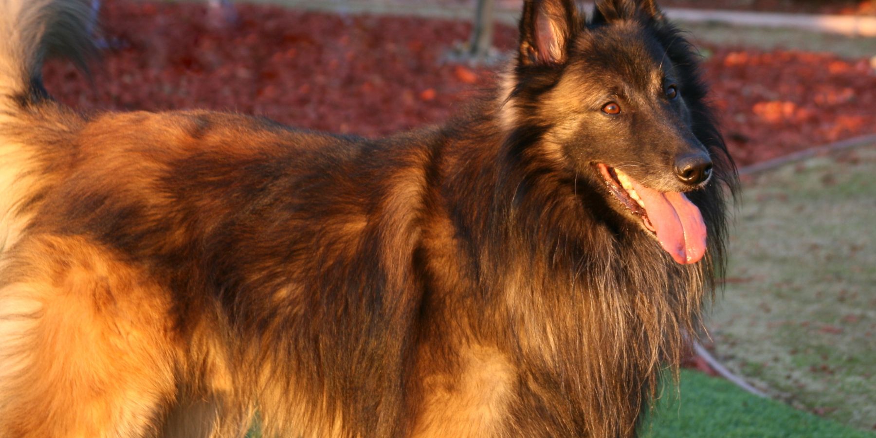 A Comprehensive Guide to Normal and Abnormal Dog PantingIntroduction