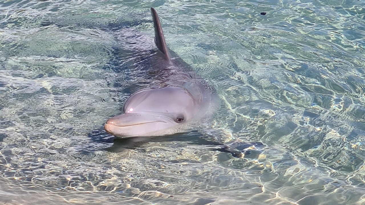 Advantages & Disadvantages of Prefilled Pod Vape Systems